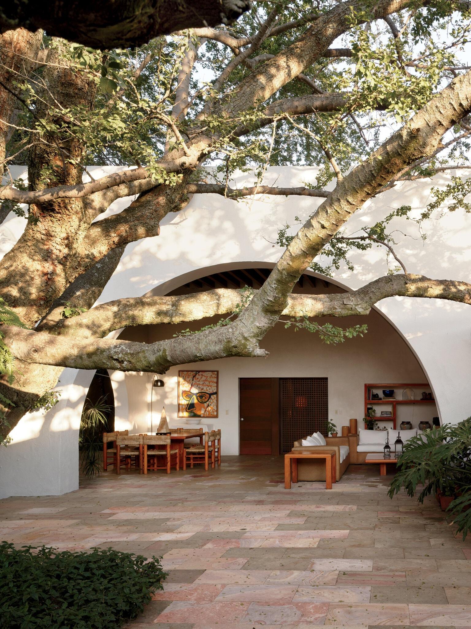 Uma árvore nativa de guamúchil no pátio de calcário da Casa Padilla de Hugo Gonzalez, em 1989, na cidade mexicana de Zapopan- 