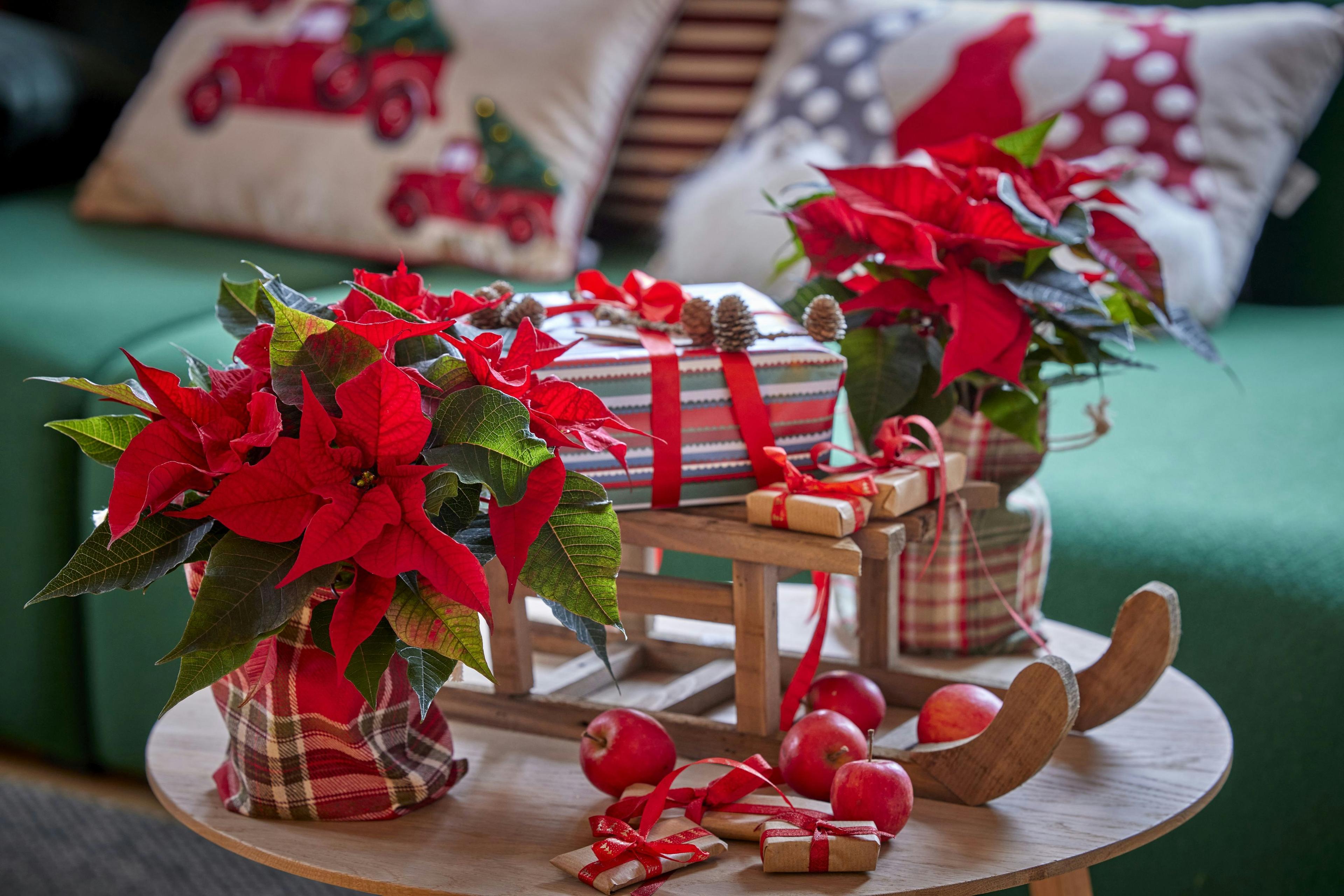 5 espécies de plantas e flores para presentear neste Natal