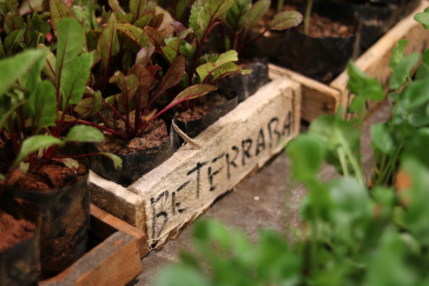 Plantio de beterrabas feita em pequenos vasos de madeira