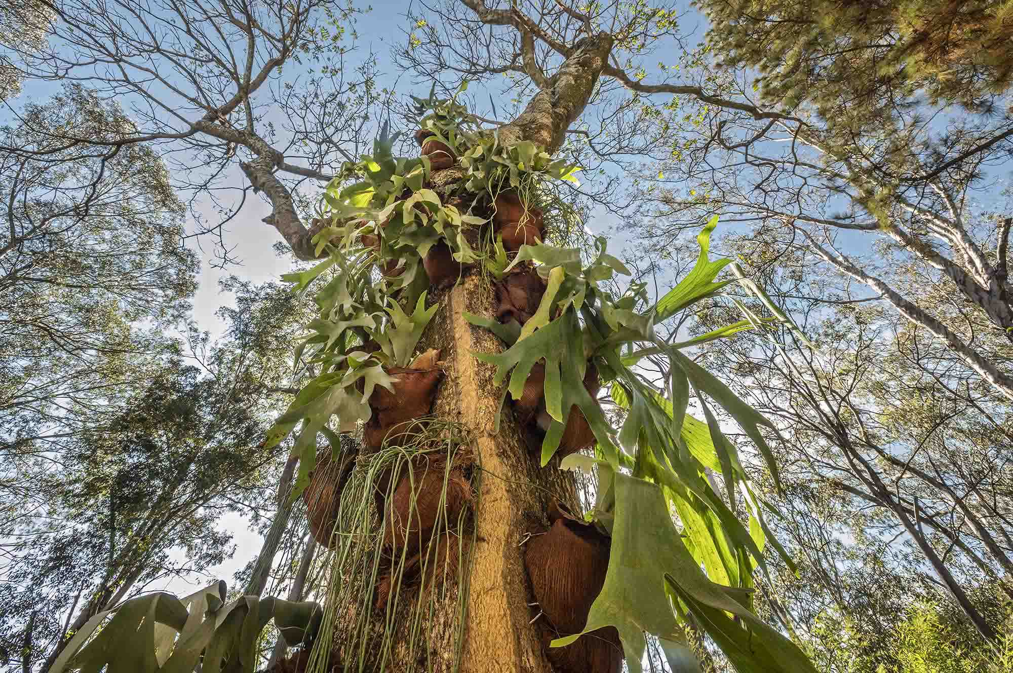 CASACOR Minas Gerais 2019. Uriel Rosa - Jardim Sala de Música. A rica composição utiliza imbés, filodendros e fícus lirata, destacando o apelo visual das espécies e as diferentes proporções e texturas que apresentam.