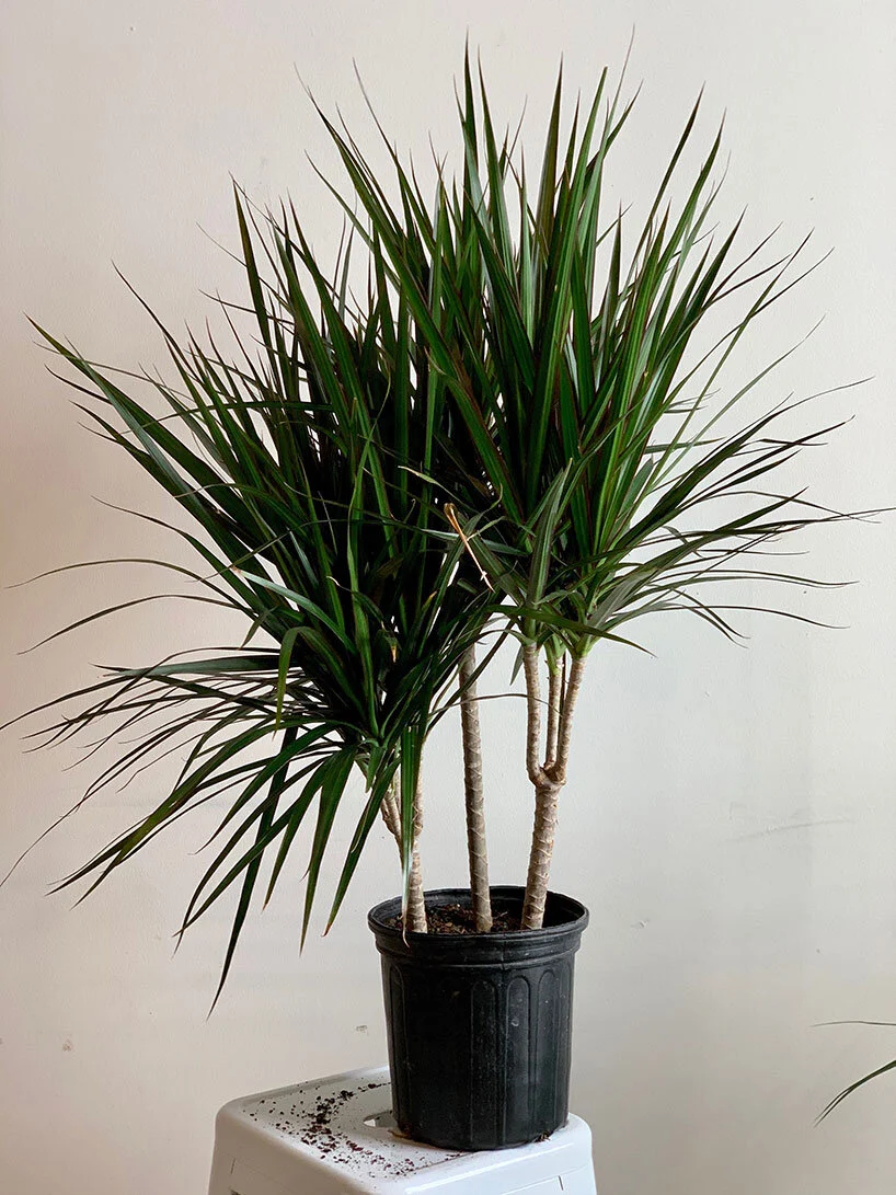 Dracaena Marginata (árvore Do Dragão Madagascar)