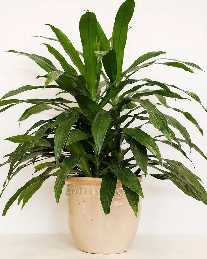 Dracena Compacta