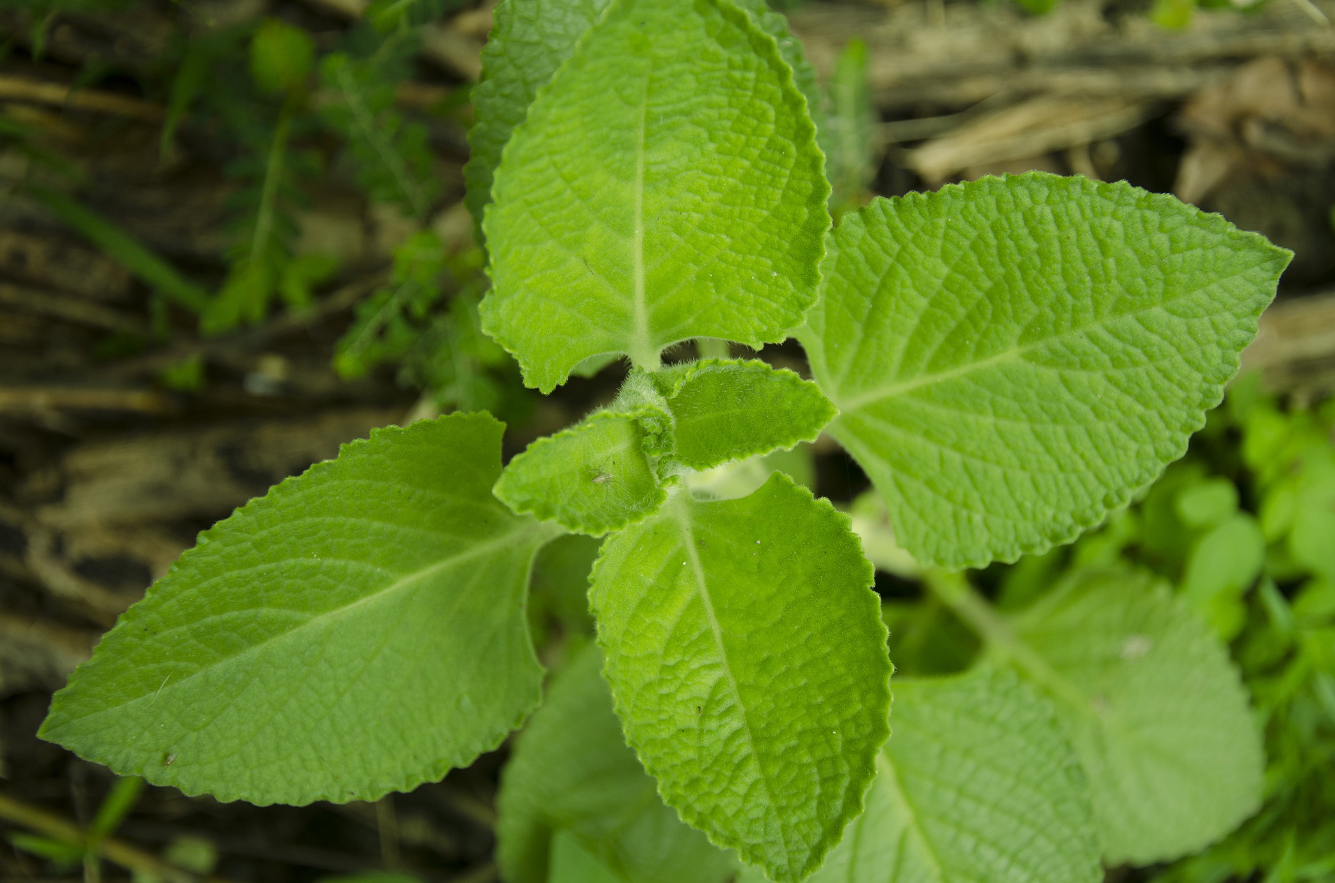 Orégano é uma das plantas para horta em casa