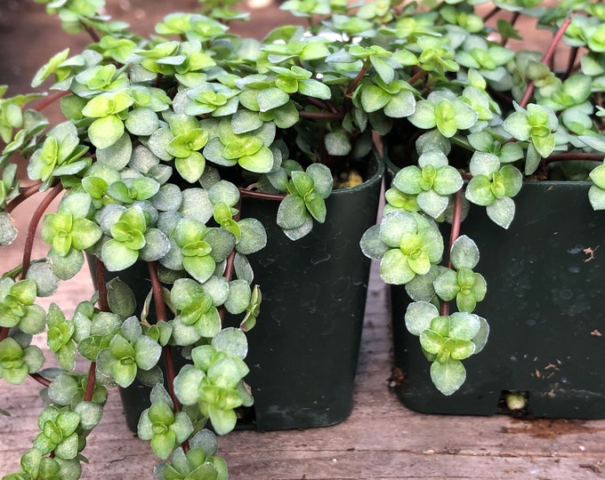 plantas seguras para cães e gatos