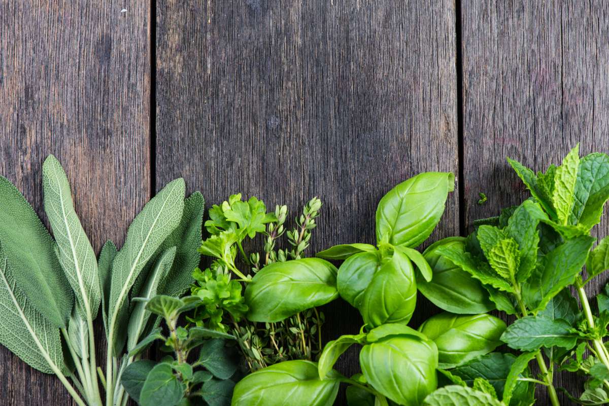 plantas seguras para cães e gatos