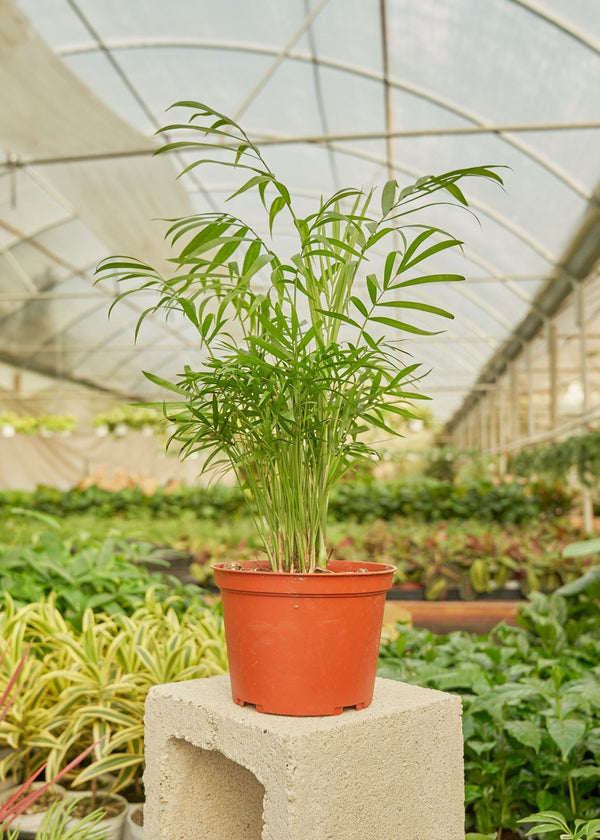 plantas seguras para cães e gatos