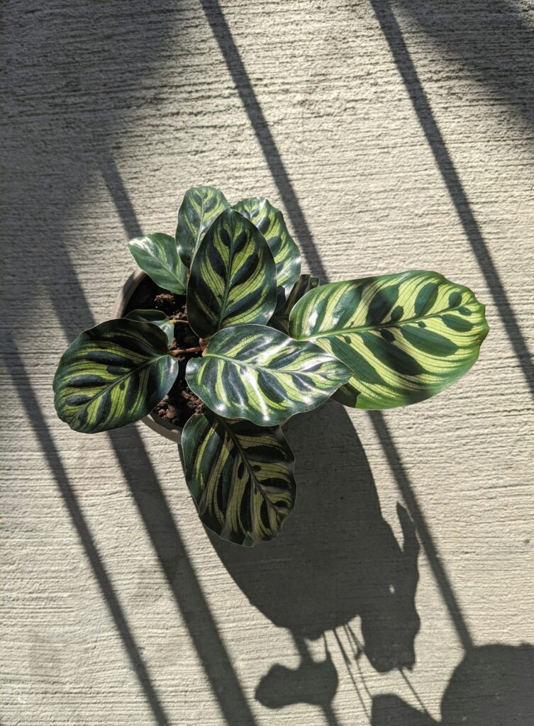 As calatheas costumam se desenvolver bem em lugares com pouca luz