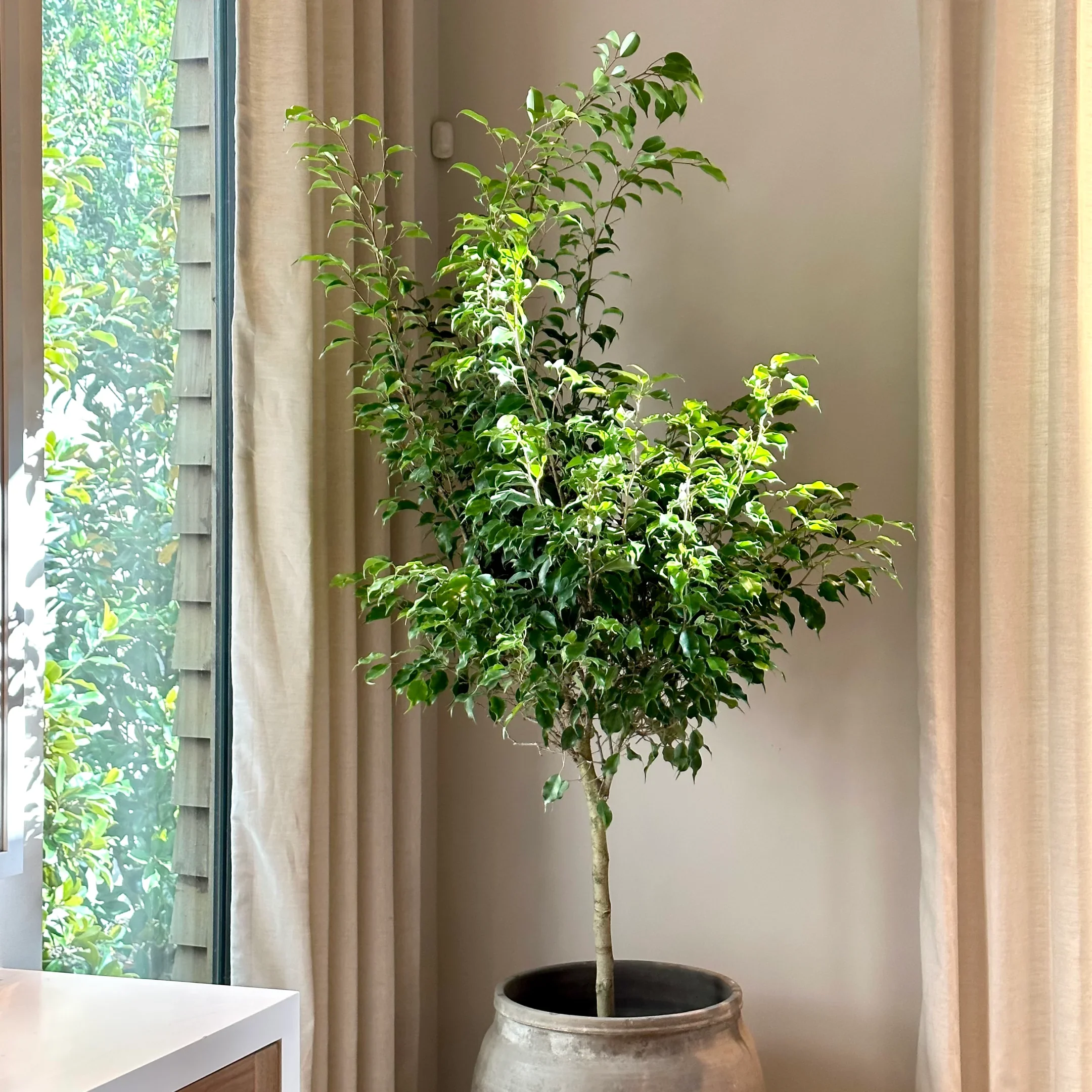 Ficus Benjamin