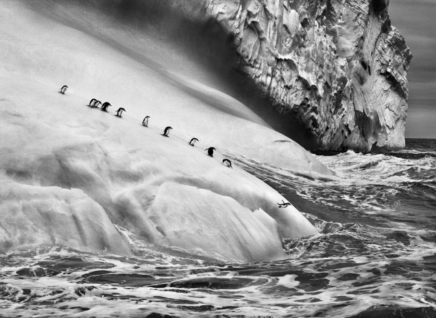 Flagrante de pinguins-de-barbicha em um iceberg nas Ilhas Sandwich do Sul.