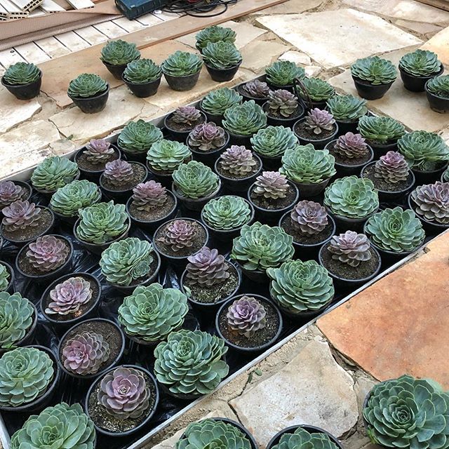 A mesa central iluminada com tampo de vidro acopla diversas suculentas no Jardim das Agaves, ambiente de Gabriela Gaunszer Kozlowski e Rejane Heiden para a CASACOR São Paulo 2018.