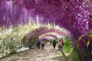 editado-wisteria-flower-tunnel-kawachi-fuji-garden-japan-9