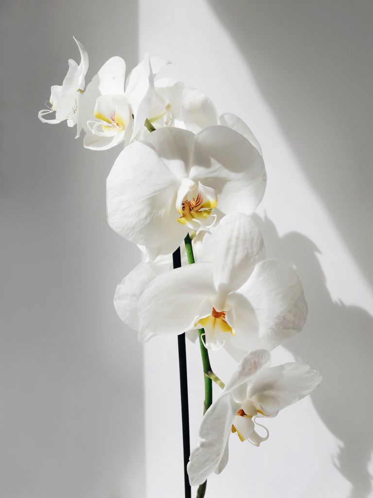 orquídea branca