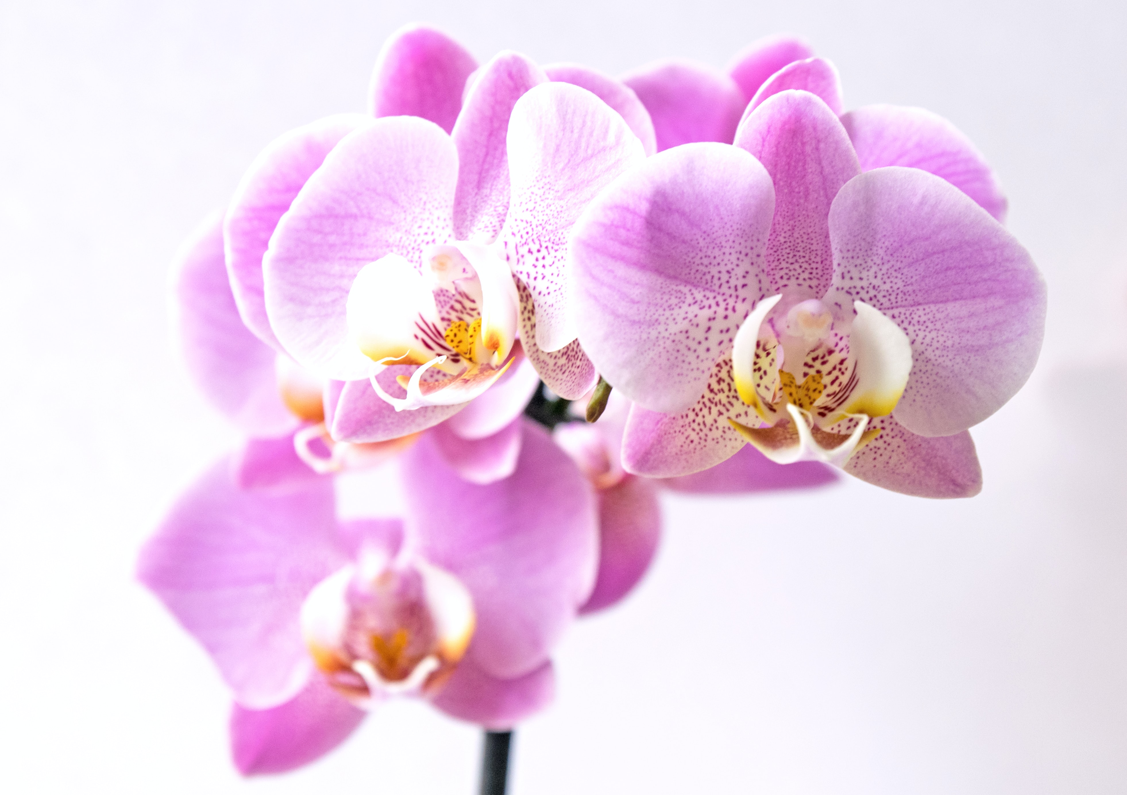 Como cuidar de orquídeas? Um guia com tudo que você precisa saber! - CASACOR