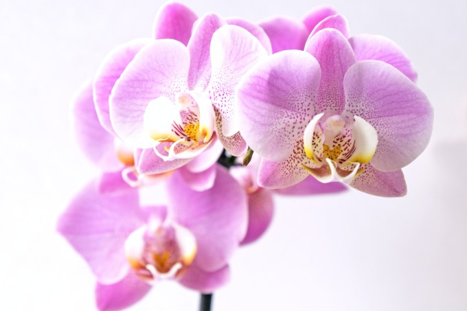 petra-kessler-regar-orquidea
