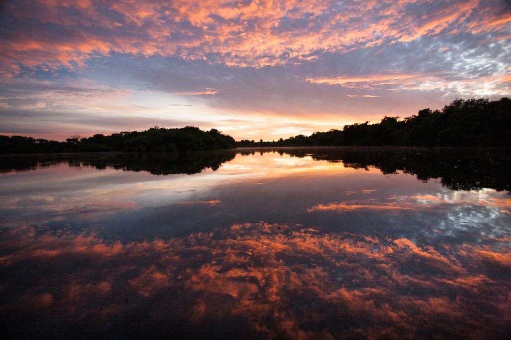pantanal preservação documenta pantanal leilão obra de arte