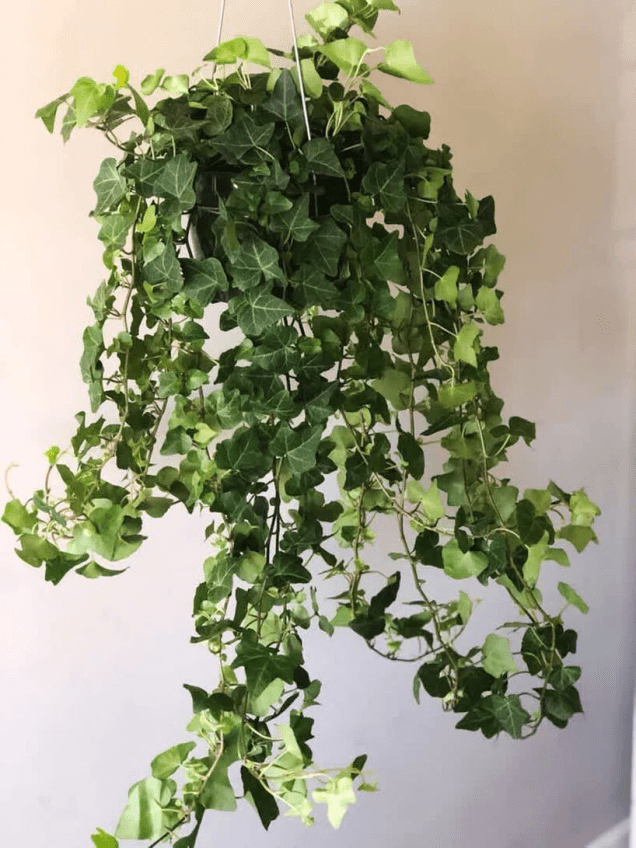 Ivy Inglesa (Hedera helix)