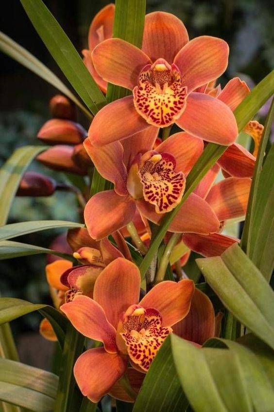 flores para cultivar na varanda orquídea