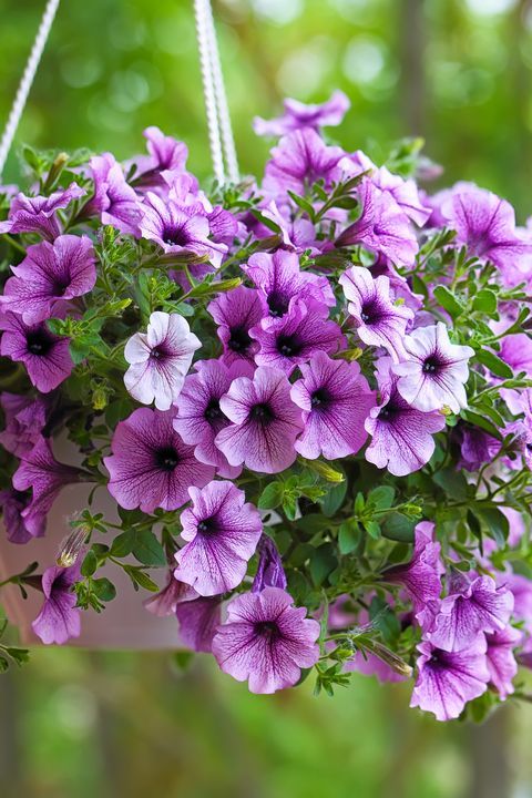 flores para cultivar na varanda petunia