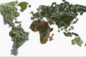 Plantas-mais-populares-ao-redor-do-mundo