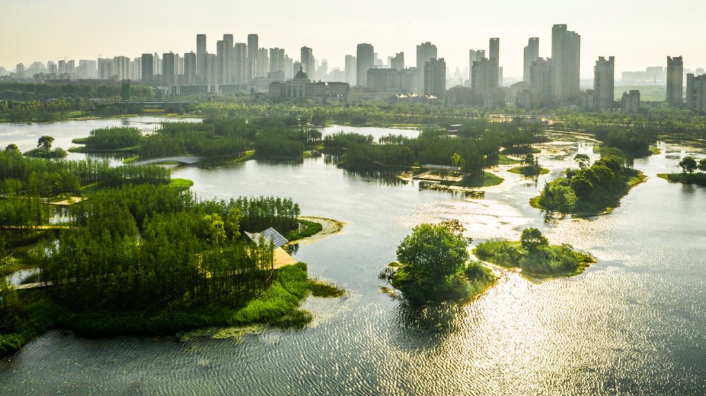 Área urbana abandonada vira floresta flutuante na China