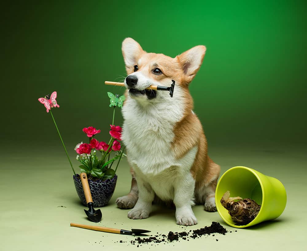 As plantas tóxicas para cães e gatos que você deve ficar de olho