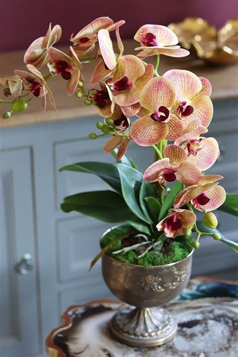 As orquídeas também ficam muito bem em ambientes internos com claridade. “No inverno, as orquídeas devem ser molhadas a cada 15 dias, encharcando e deixando escorrer, e no verão uma vez por semana. Importante lembrar de não expô-las diretamente ao sol quando não houver flores e adubar com substrato específico uma vez ao mês”, detalha o florista.