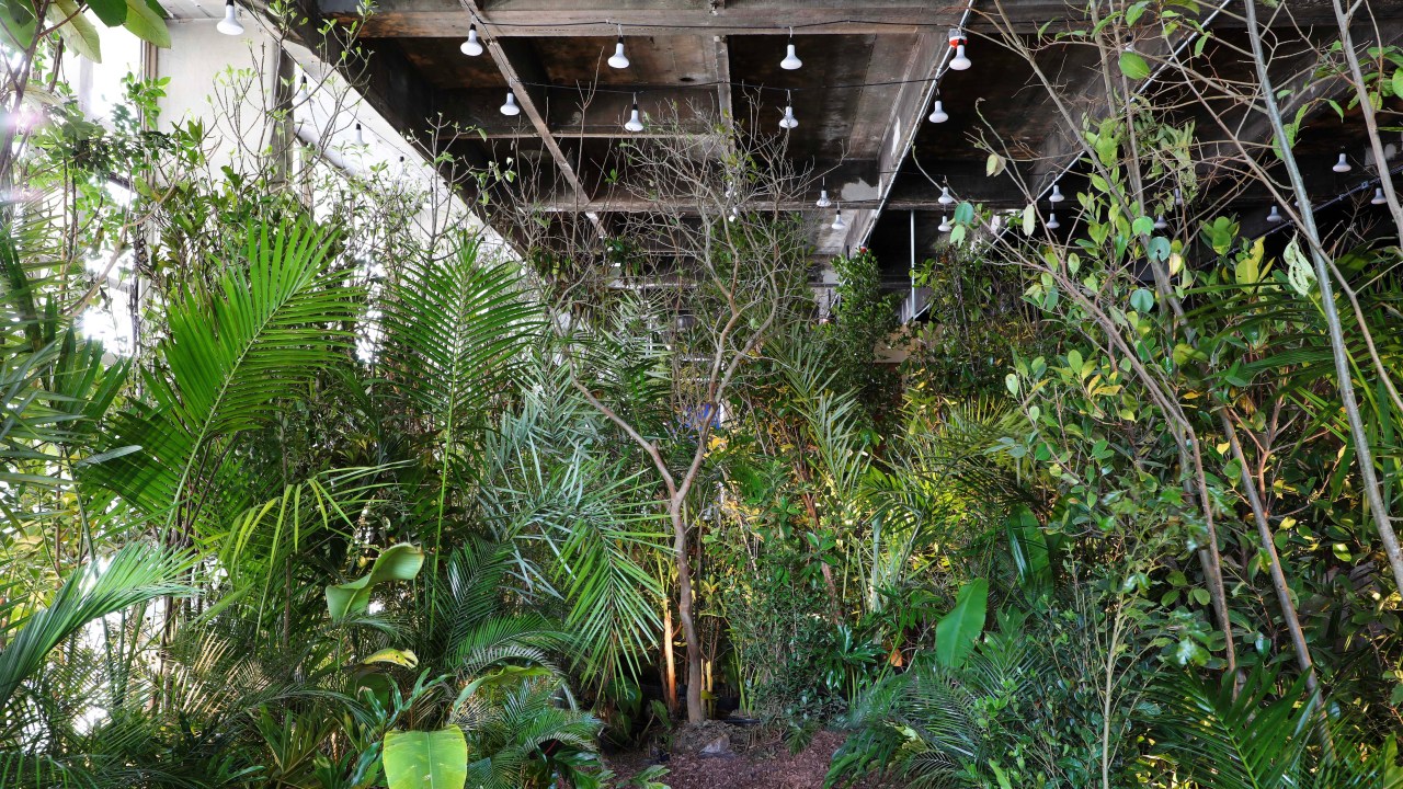 Cardim Arquitetura Paisagística - Banho de Floresta. Projeto da CASACOR São Paulo 2023. Na foto, jardim com espécies brasileiras.