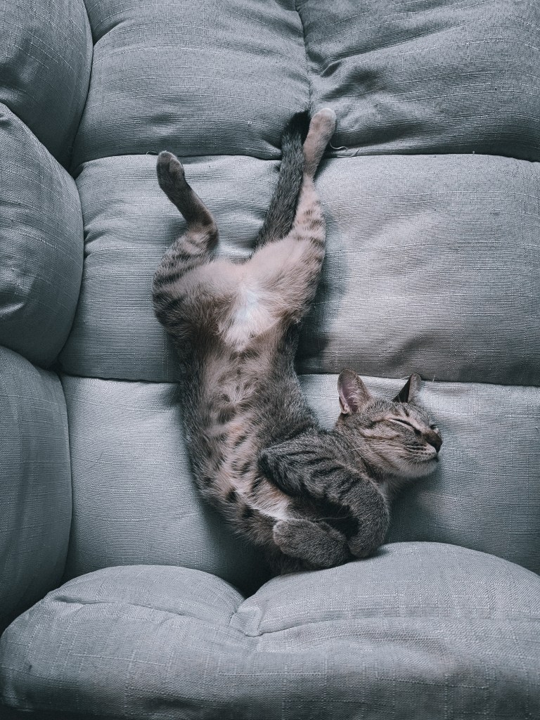 gato, sofá pet, sofá