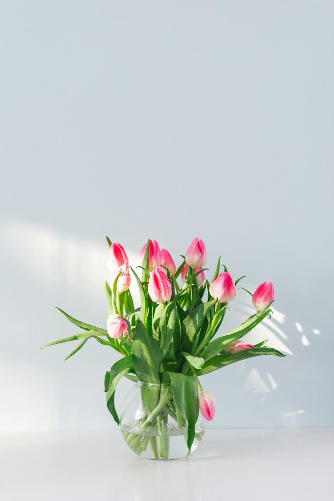 tulipas flores primavera