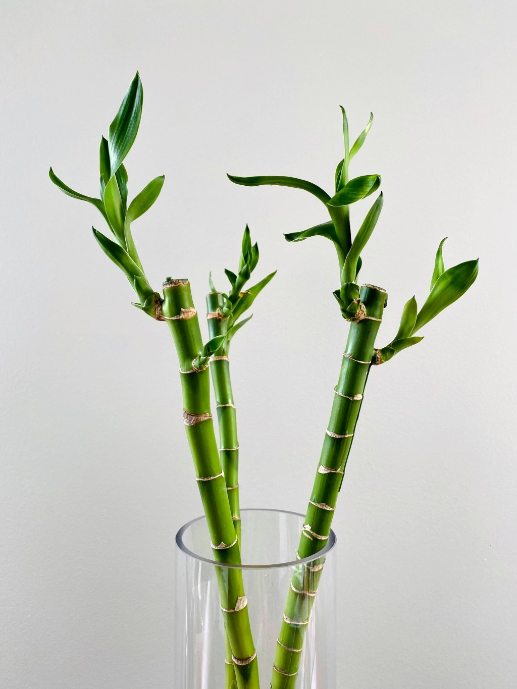 Bambu da Sorte